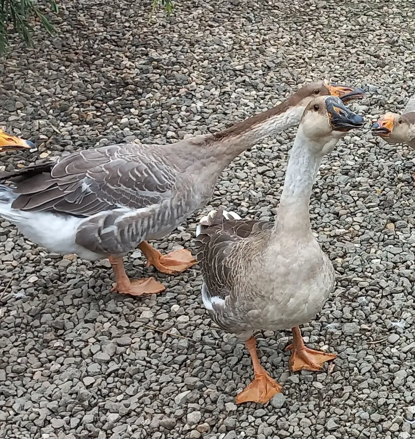 قو غاز|حیوانات مزرعه|شاندرمن, |دیوار