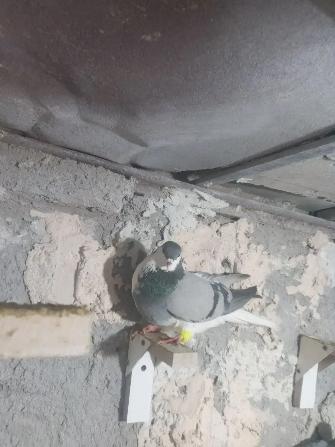 دوتا ماده امری فروشی|پرنده|رفسنجان, |دیوار