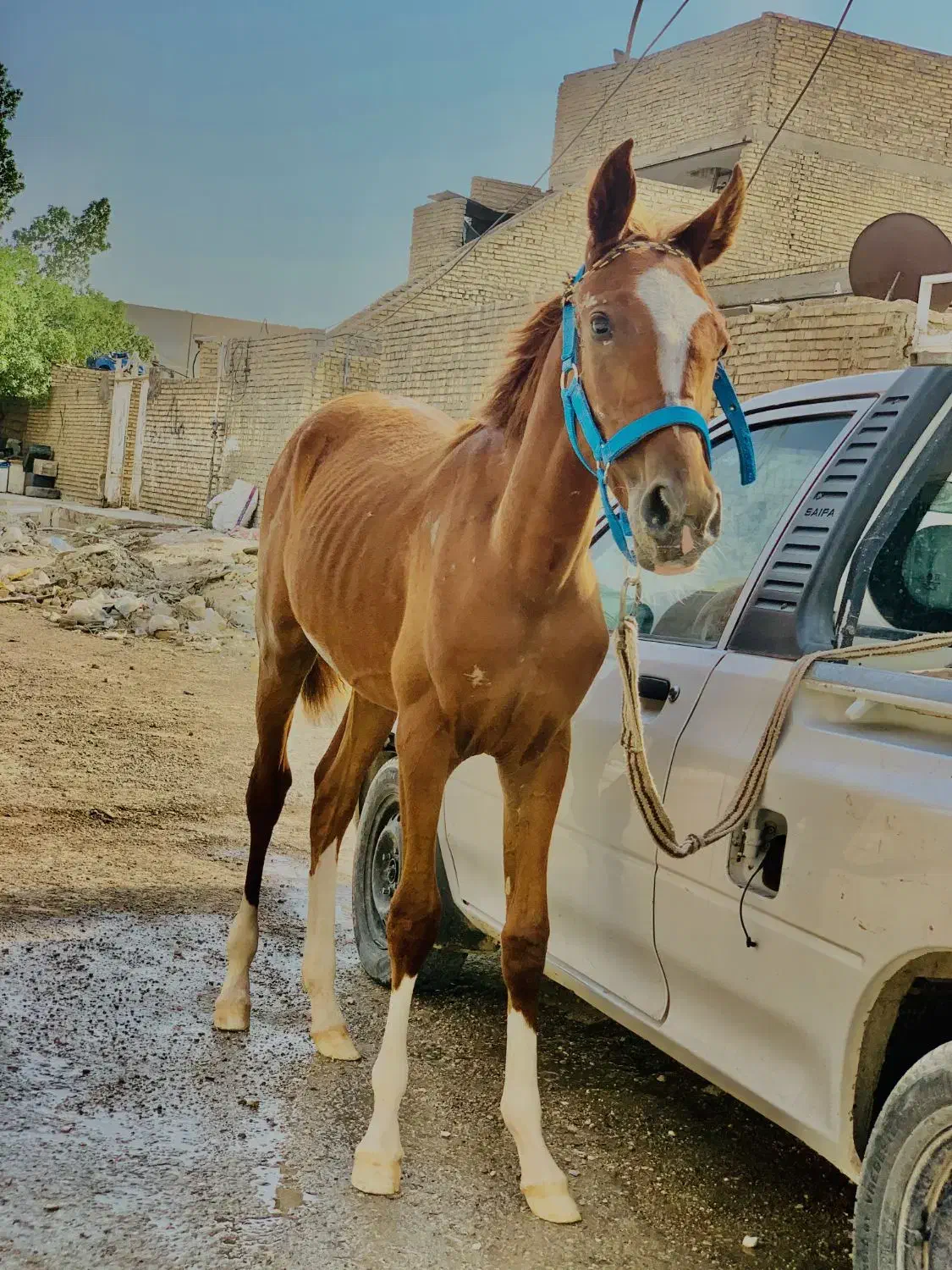 اسب بیداق نریان ۱۰ ماه|اسب و تجهیزات اسبسواری|کارون, |دیوار