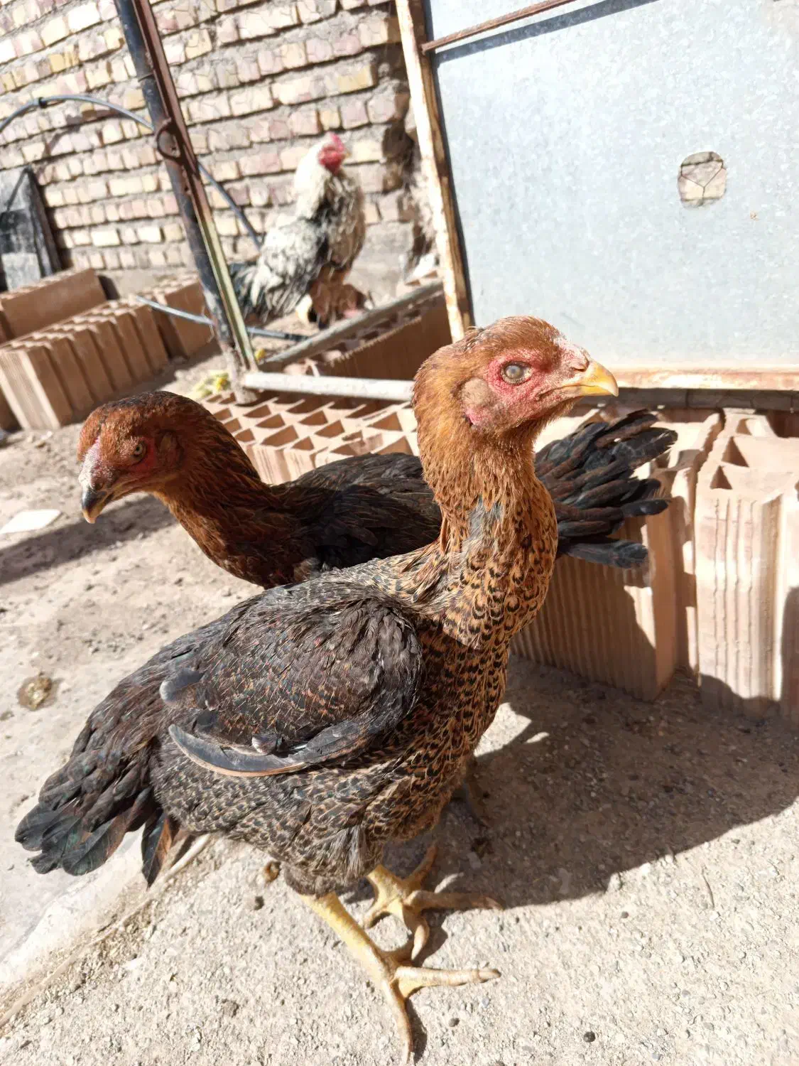 مرغ لاری دانگ بالا|حیوانات مزرعه|تربت جام, بوستان وحدت|دیوار