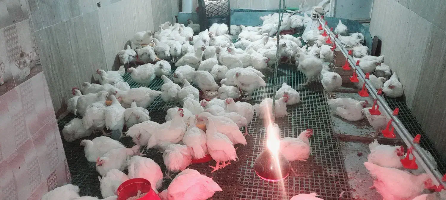 مرغ گوشتی|حیوانات مزرعه|بافت, |دیوار