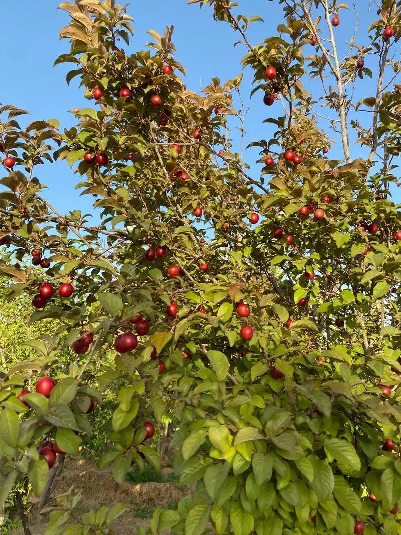 باغ ویلا ارنان|فروش خانه و ویلا|مهریز, |دیوار