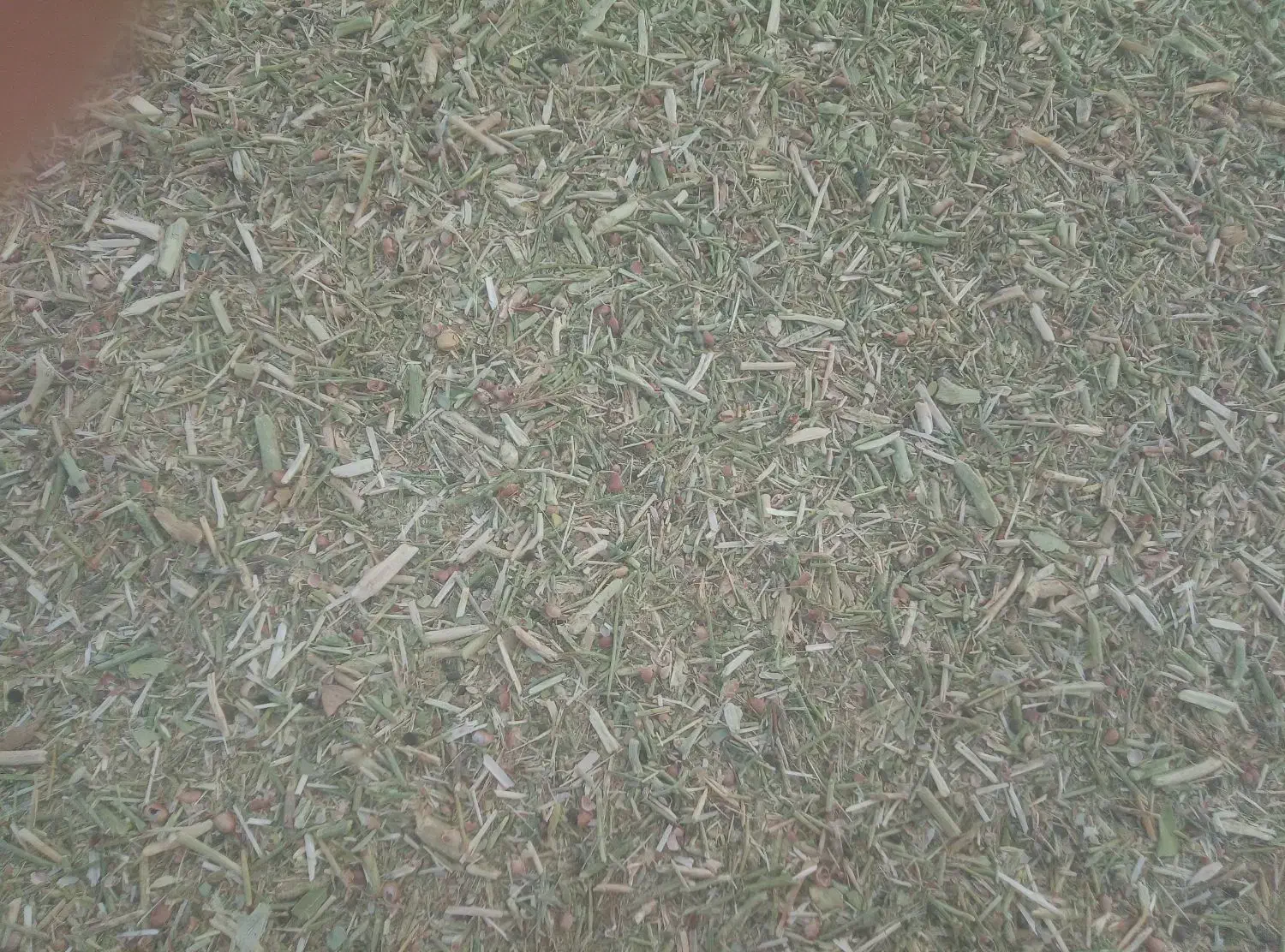 خارشتر نرم وسبز و دونه دار|حیوانات مزرعه|قوچان, |دیوار