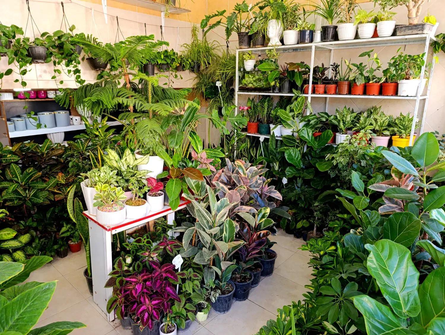 بابا آدم و...|گل و گیاه طبیعی|الیگودرز, |دیوار