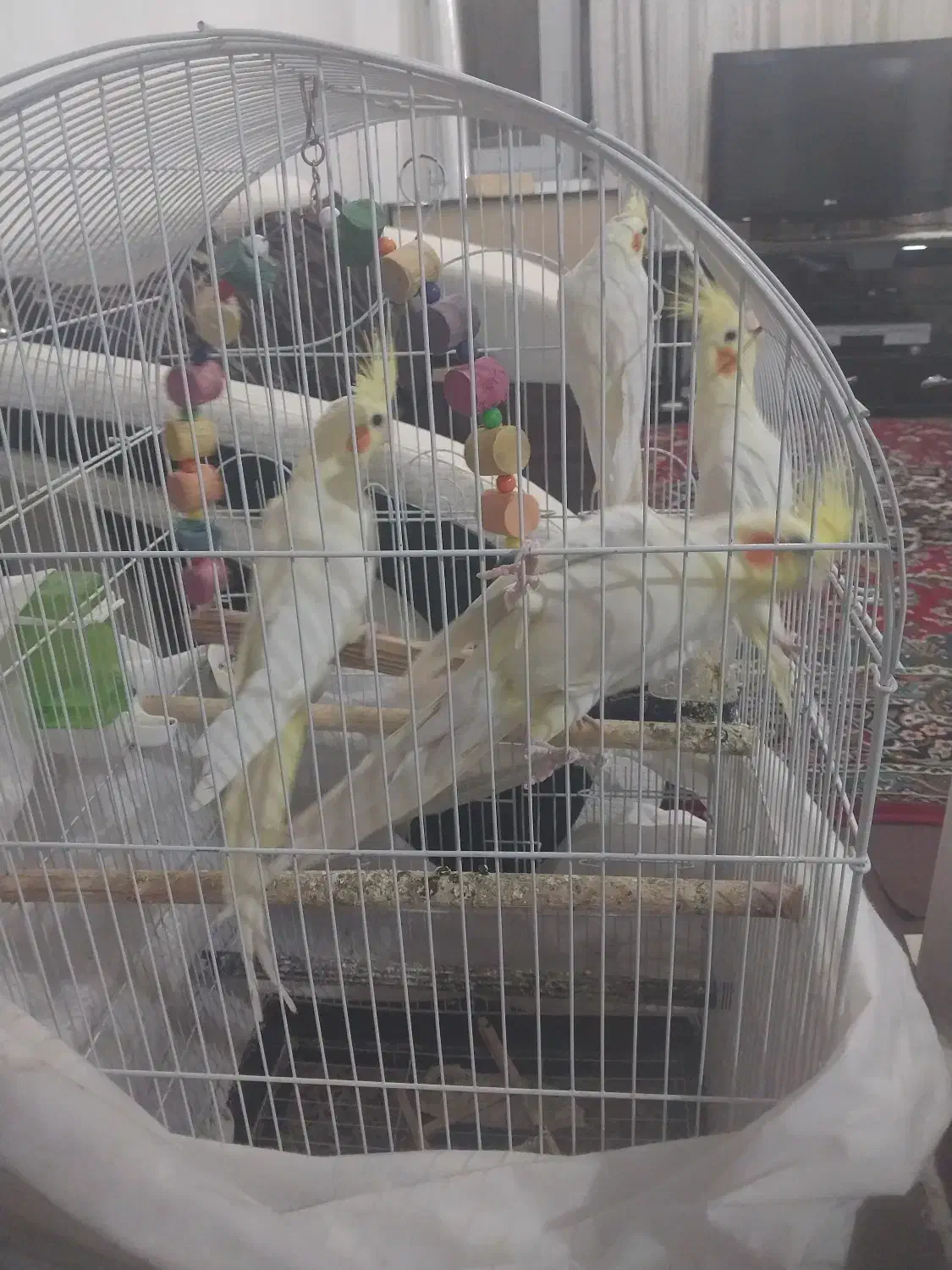 عروس هلندی|پرنده|پاکدشت, پاکدشت (مامازند)|دیوار