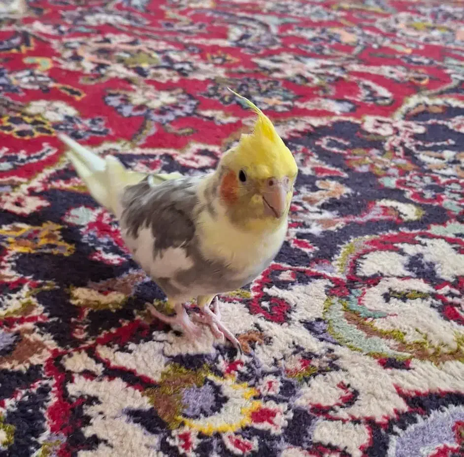 عروس هلندی|پرنده|شیراز, غدیر شمالی|دیوار