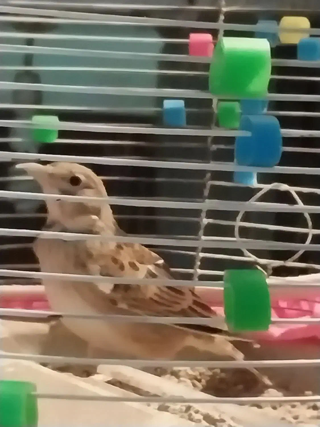 فروش یا معاوضه پرنده|پرنده|بروجن, |دیوار