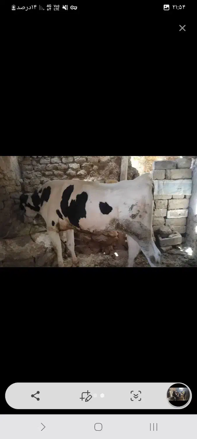 گوساله نر|حیوانات مزرعه|موچش, |دیوار