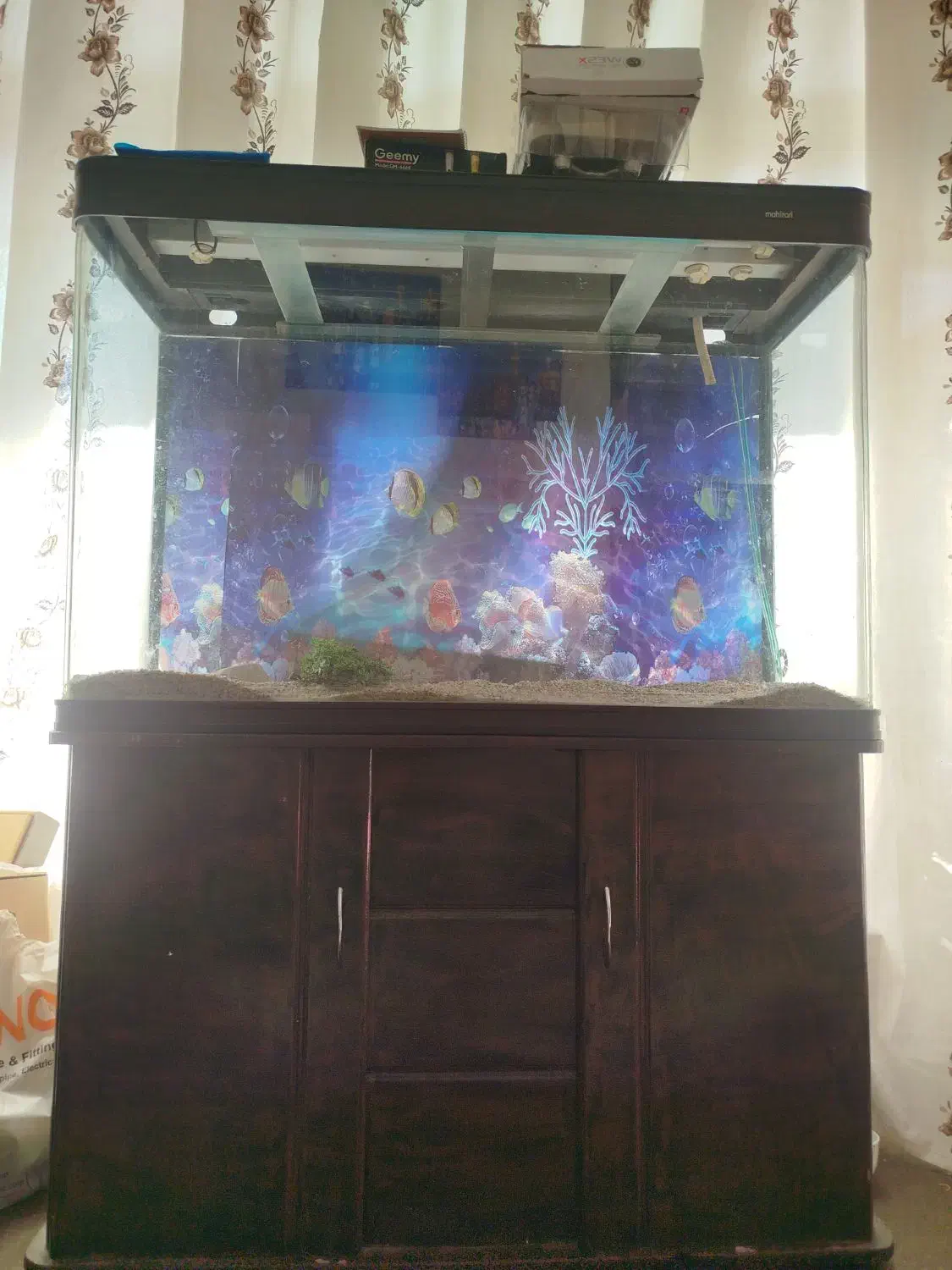 فروش فوری آکواریوم|ماهی|ابریشم, |دیوار