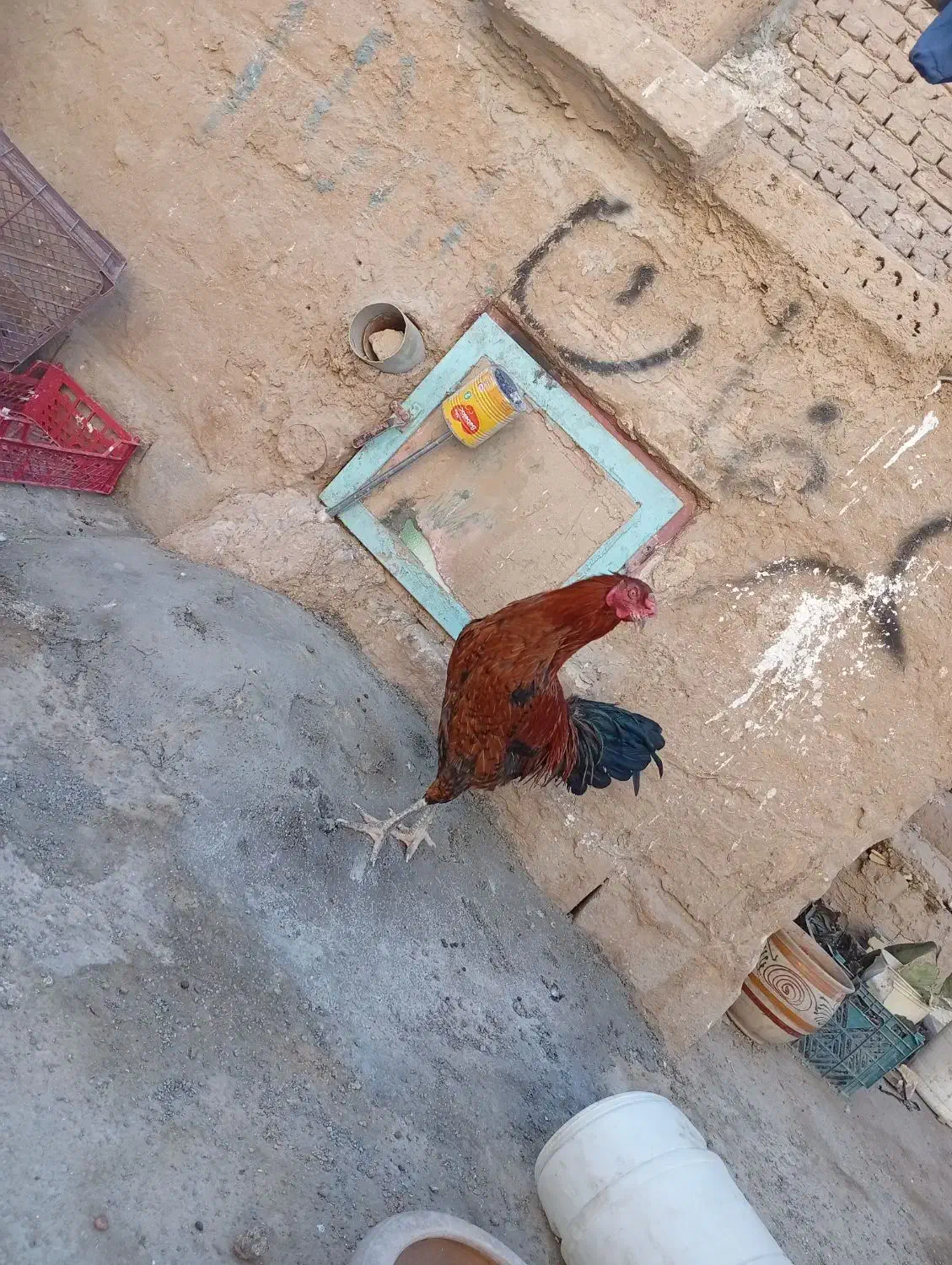 خروس لاری|حیوانات مزرعه|بافق, |دیوار