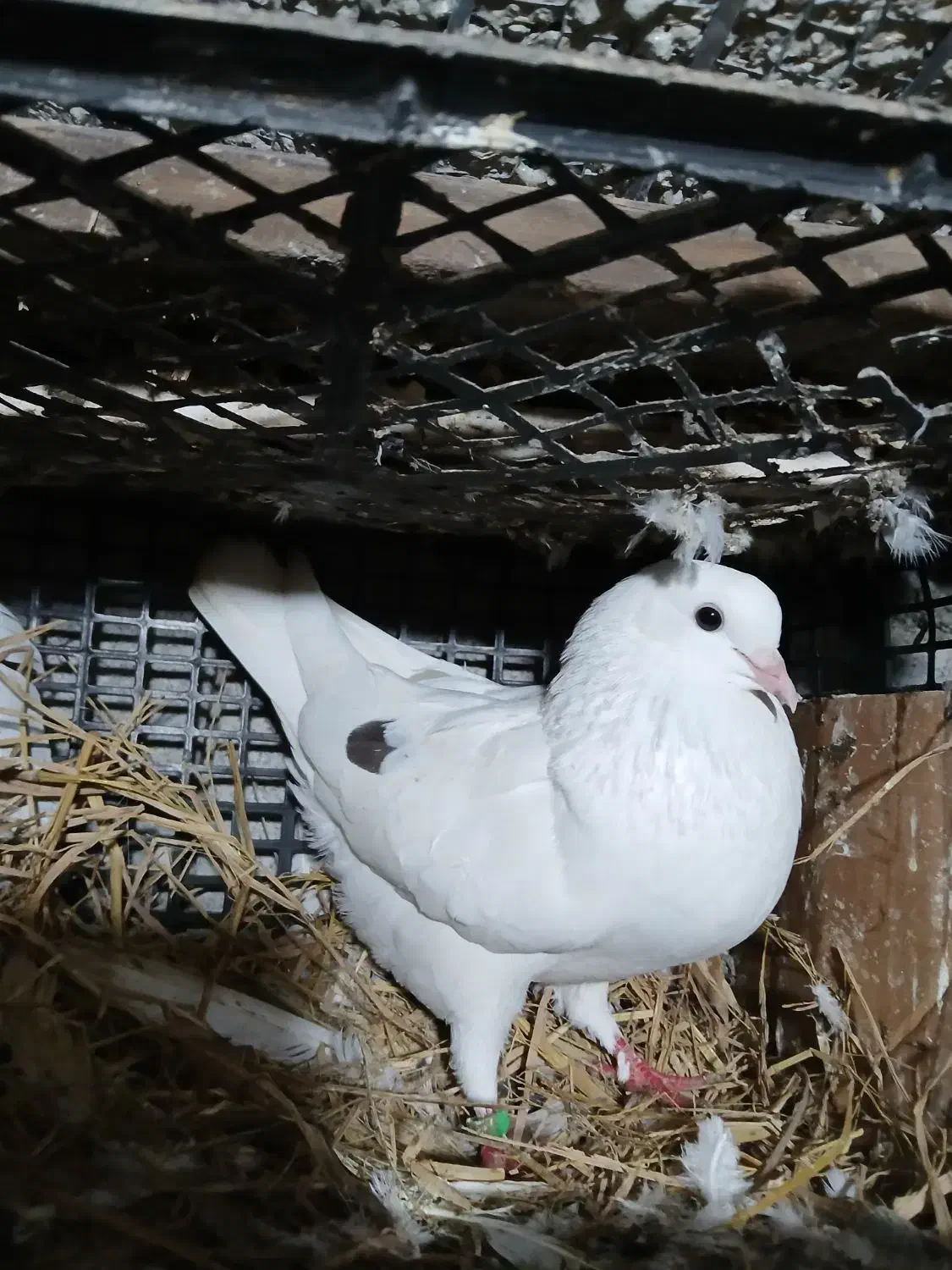 کبوتر|پرنده|تالش, هشتپر|دیوار