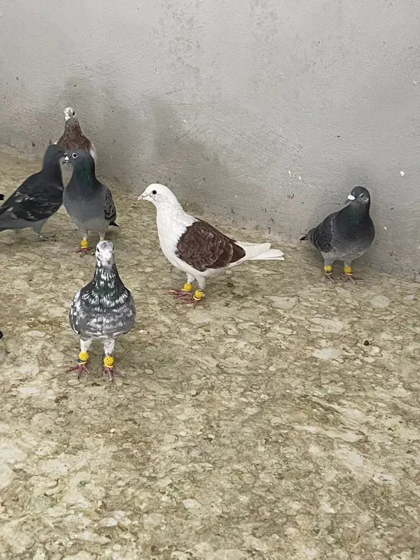 کبوتر پشدار|پرنده|قزوین, |دیوار