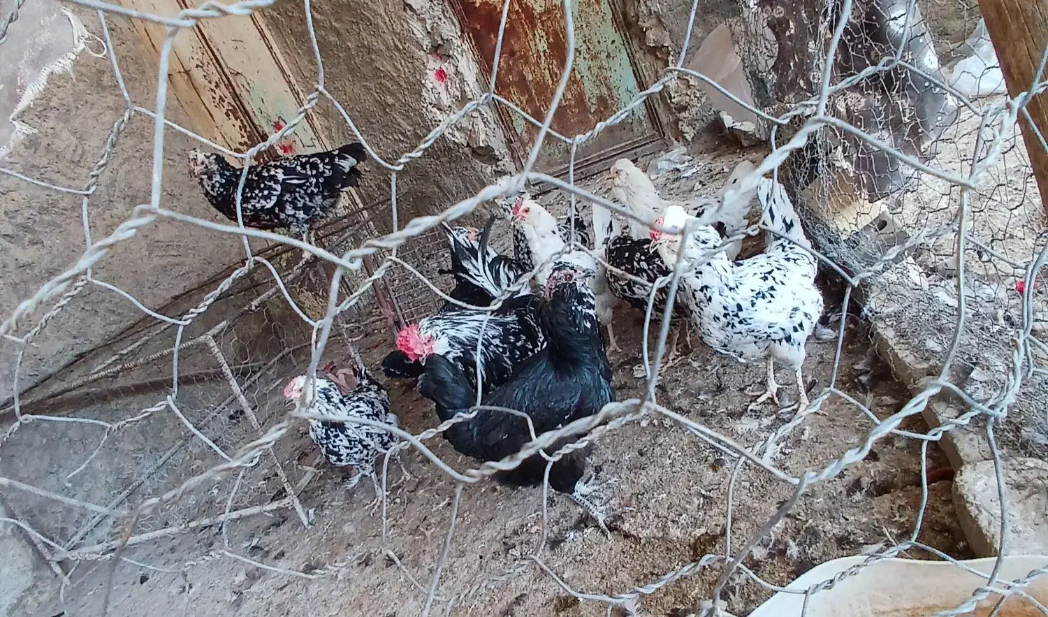 مرغ خروس گلین|حیوانات مزرعه|کازرون, |دیوار