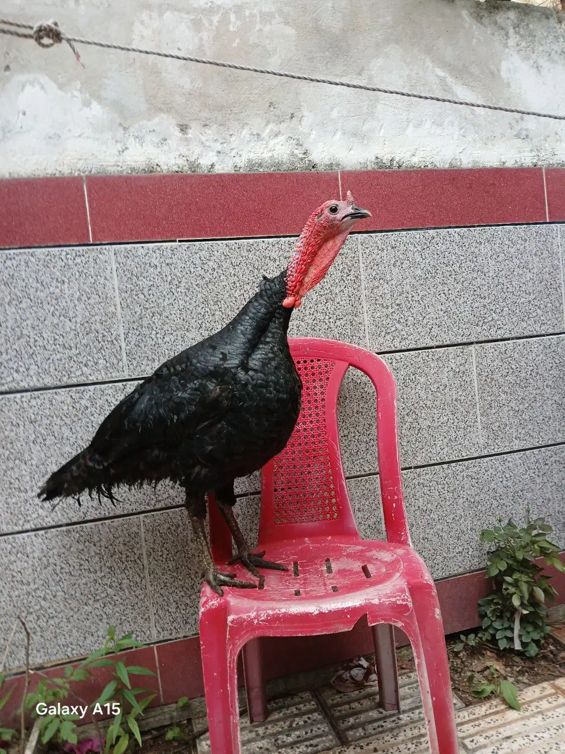 بوقلمو سالم بشرط|حیوانات مزرعه|آزادشهر, |دیوار