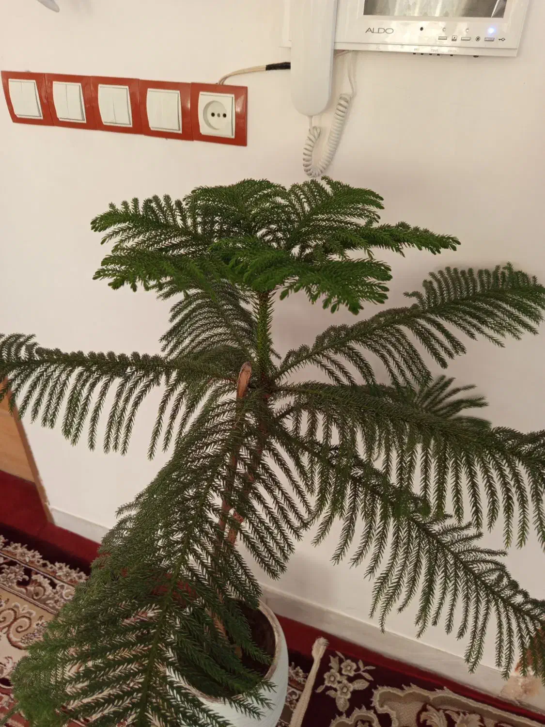 کاج مطلق بلند|گل و گیاه طبیعی|کرمانشاه, |دیوار