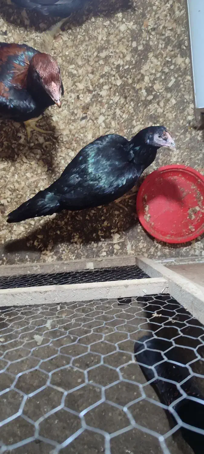 جوجه لاری ۵ ماهه|حیوانات مزرعه|دالخانی, |دیوار