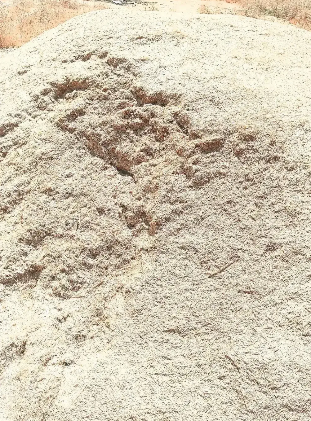 کاه گندم دیم و کاه یولاف|حیوانات مزرعه|کرمانشاه, |دیوار