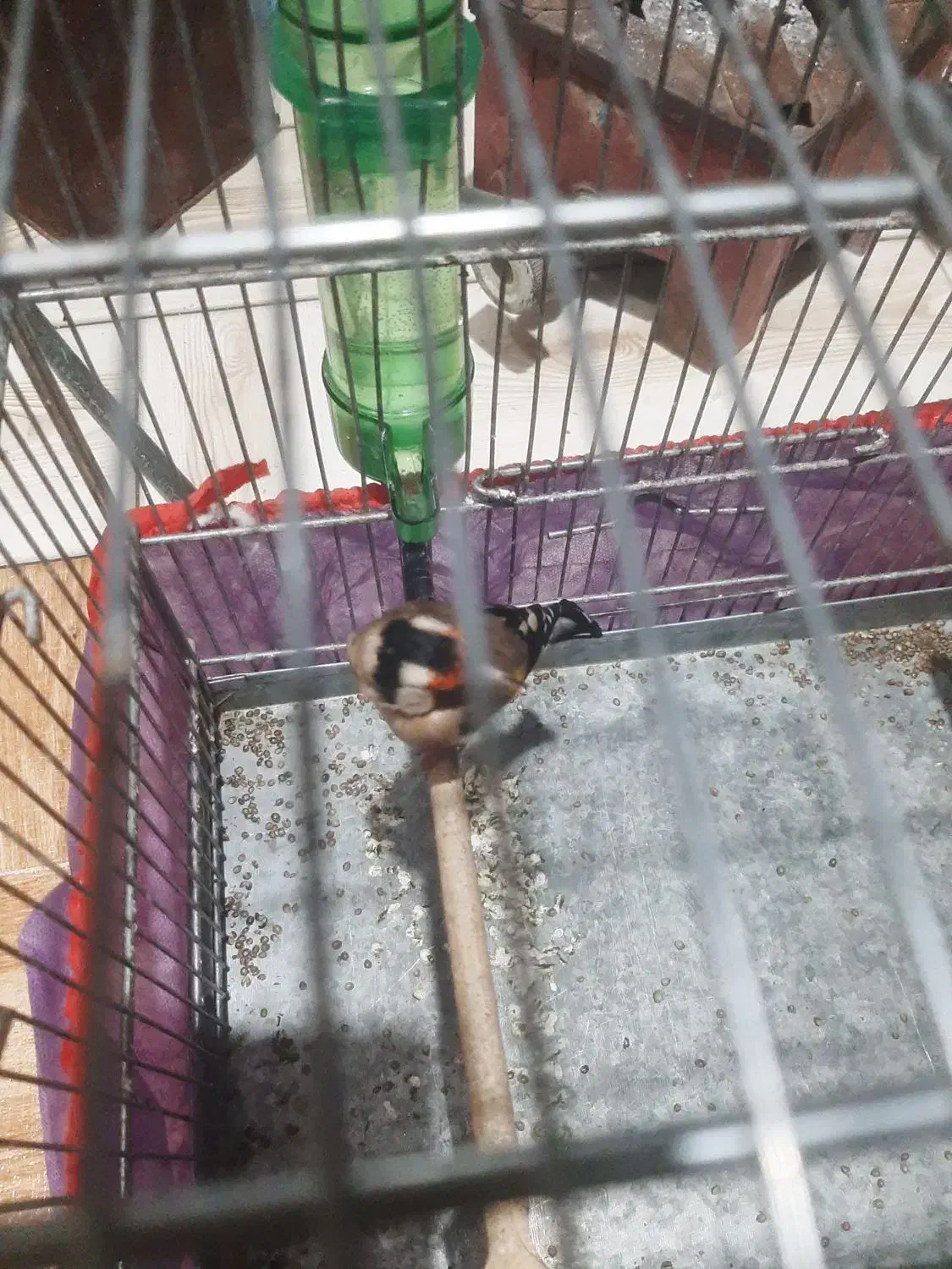 جوجه سهره مست|پرنده|کوهدشت, |دیوار