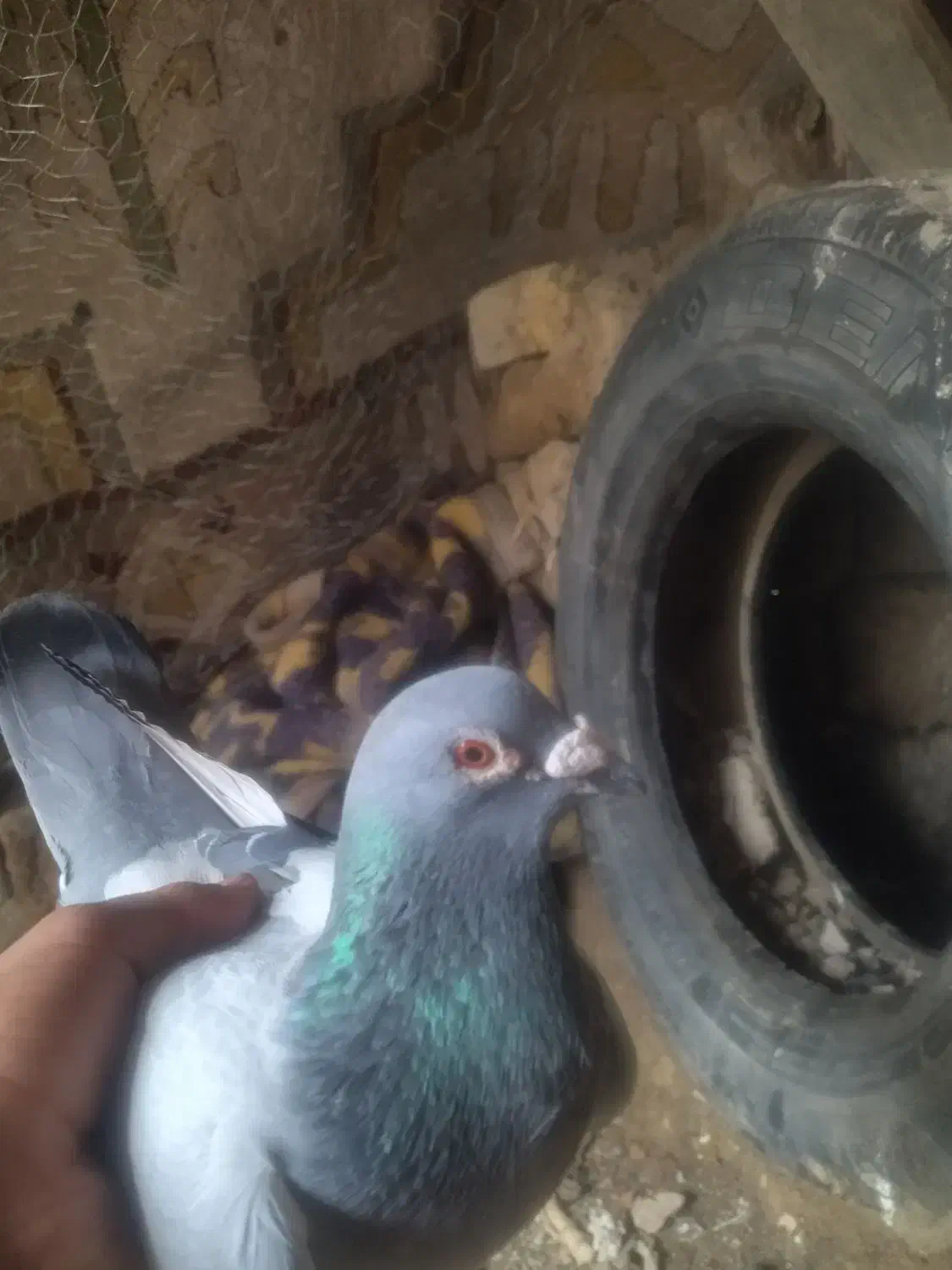 کفتر|پرنده|فیروزآباد (فارس), |دیوار