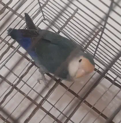 پرنده|پرنده|مشکیندشت, |دیوار