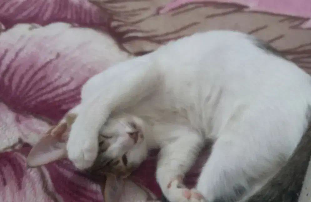 واگذاری گربه بصورت رایگان|گربه|داراب, |دیوار