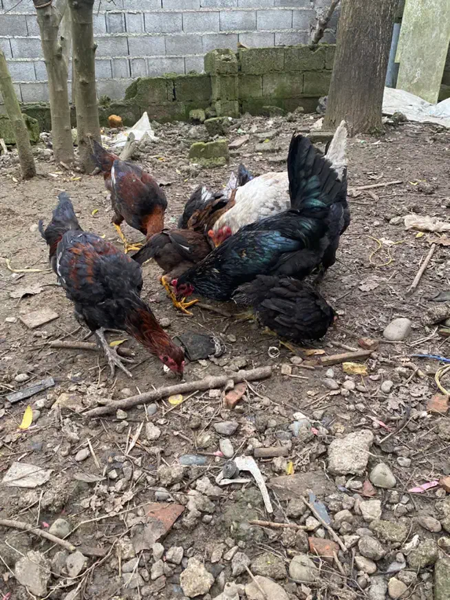 مرغ خروس نیمچه|حیوانات مزرعه|رشت, توشیبا|دیوار