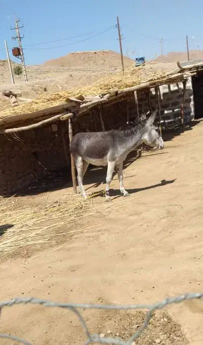 الاغ|حیوانات مزرعه|دزفول, |دیوار