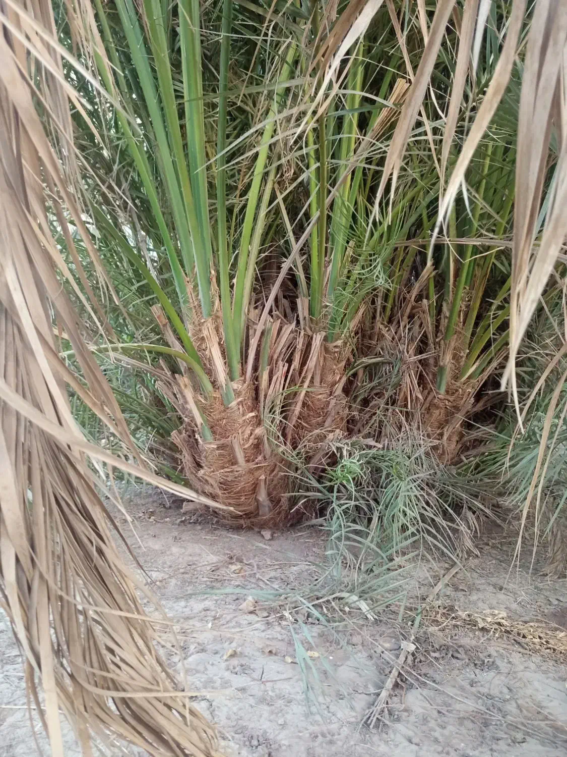 درخت مضافتی|گل و گیاه طبیعی|بم, |دیوار