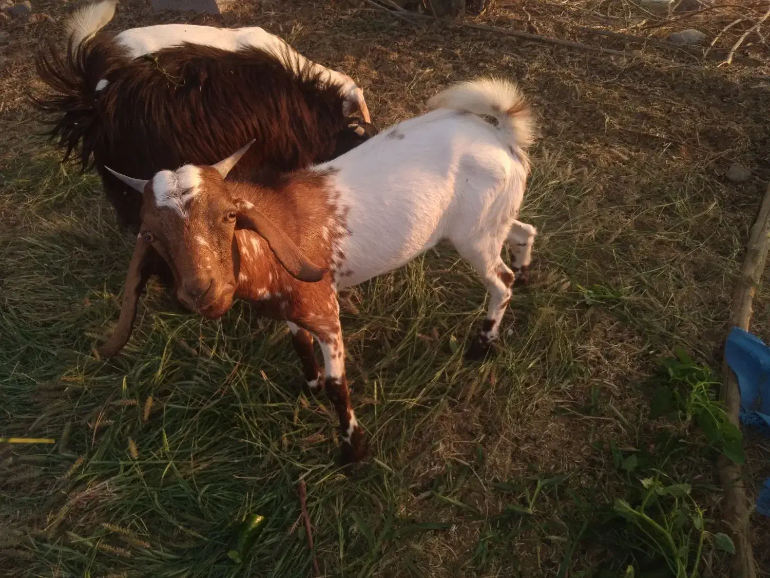نری|حیوانات مزرعه|توکهور, |دیوار