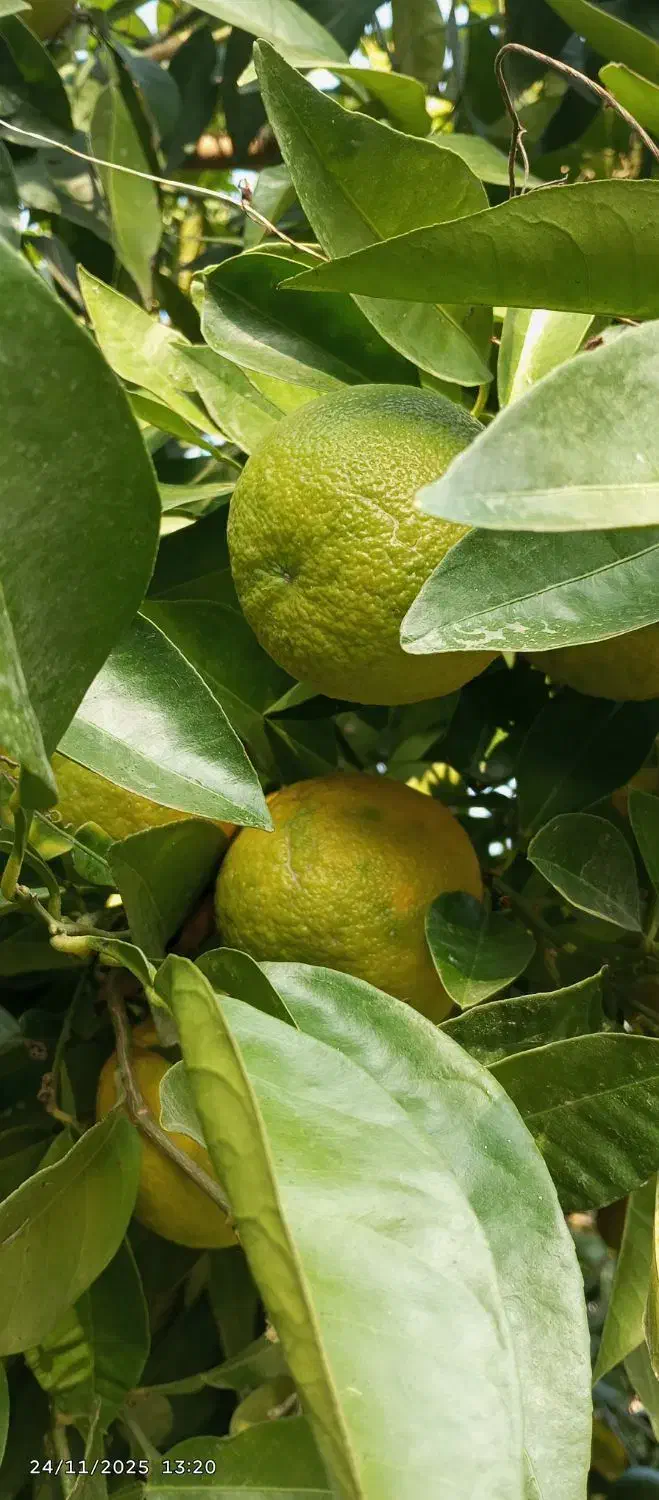 نارنج آبدار درجه یک|گل و گیاه طبیعی|رشت, حافظ آباد|دیوار