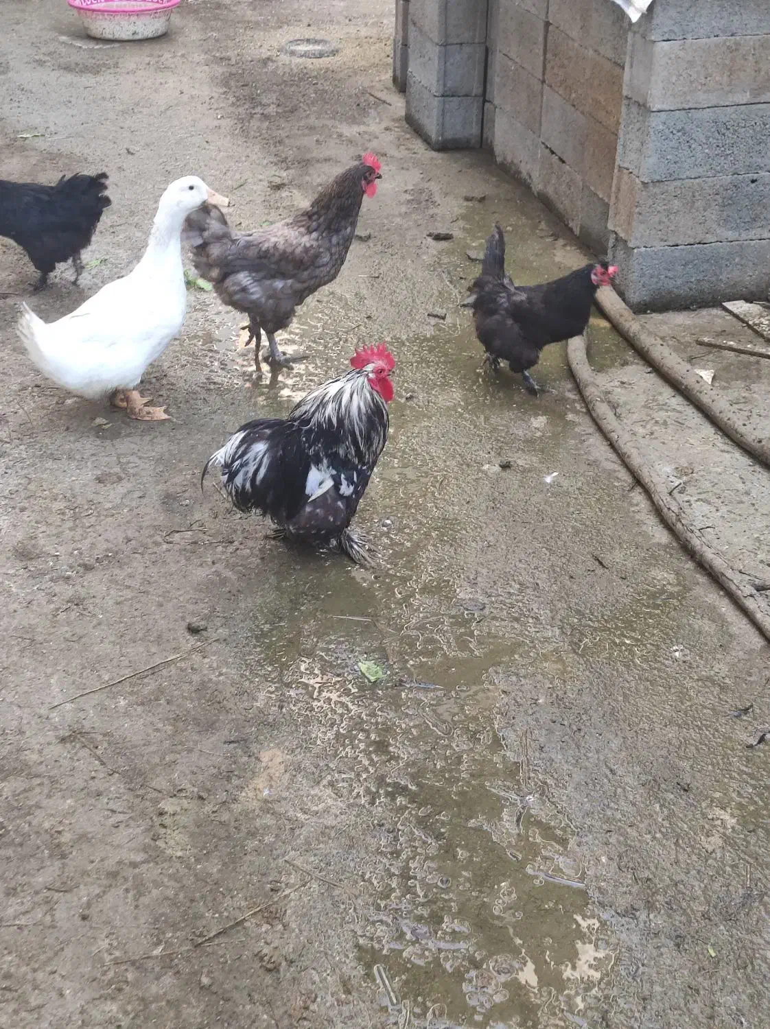 فروش خروس زینتی زیبا|حیوانات مزرعه|نوشهر, |دیوار