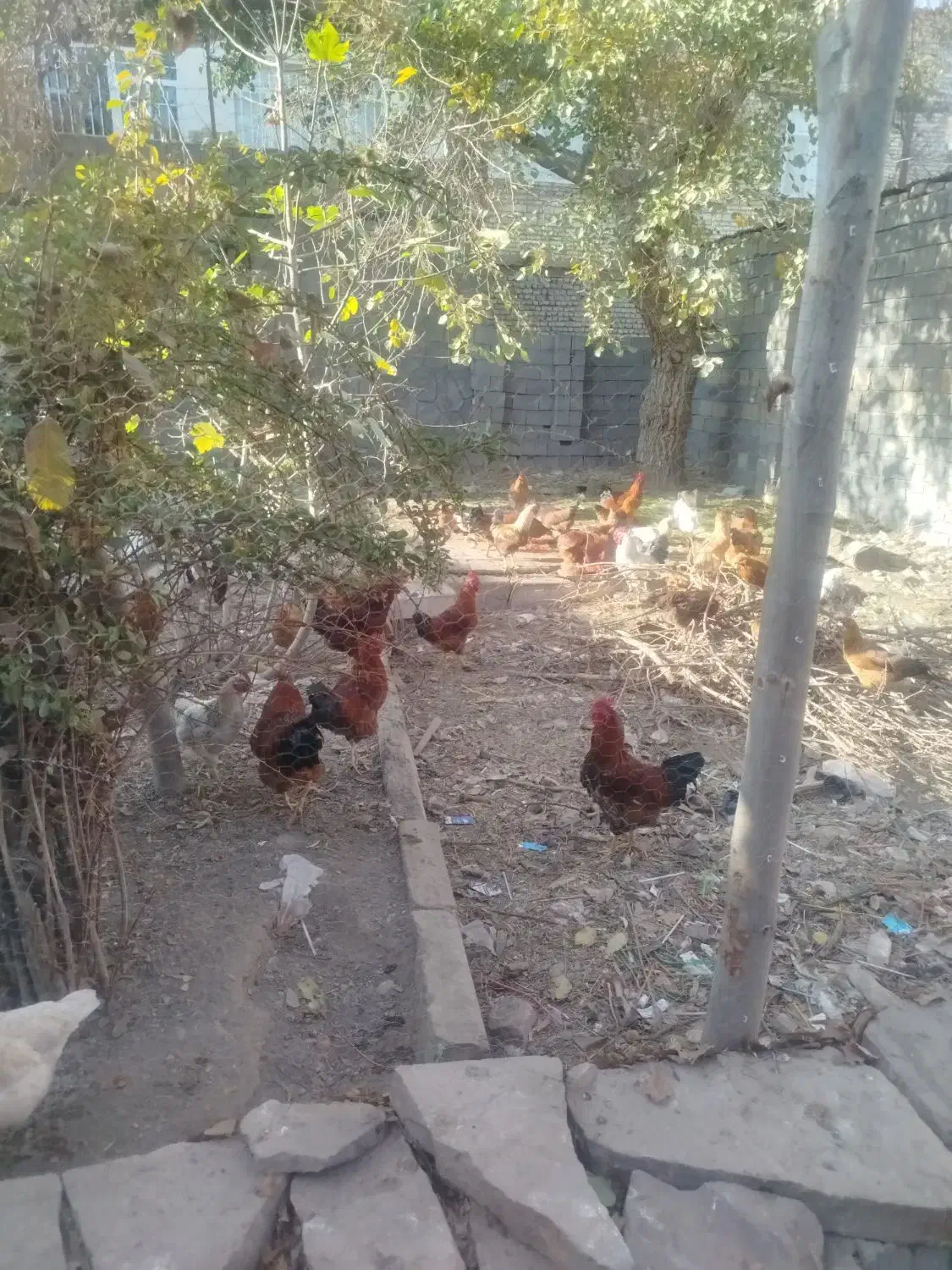 خروس|حیوانات مزرعه|مشهد, جاهد شهر|دیوار