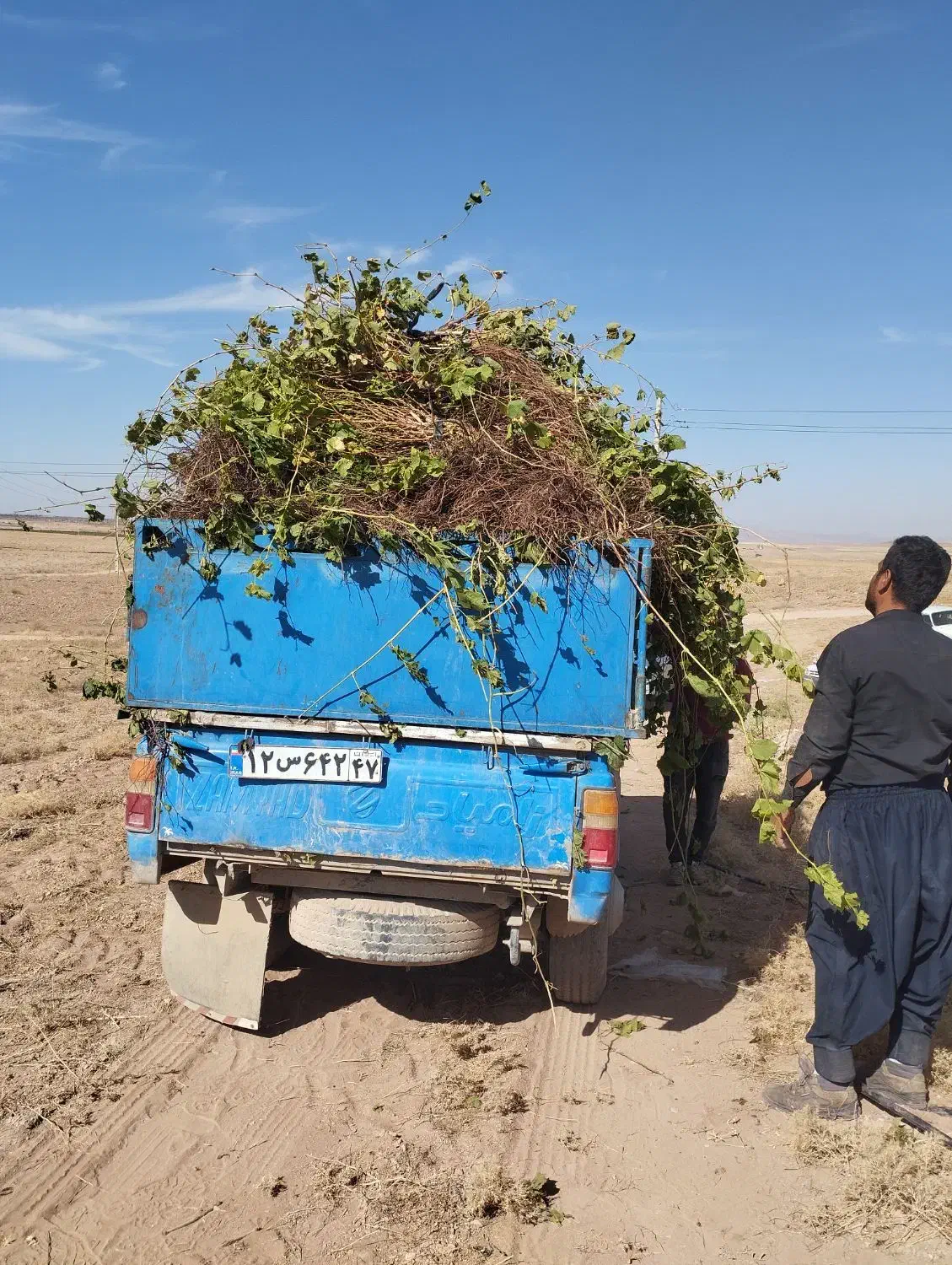 نهال انگورکشمشی خالص ضمانتی|خدمات باغبانی و درختکاری|ملایر, |دیوار