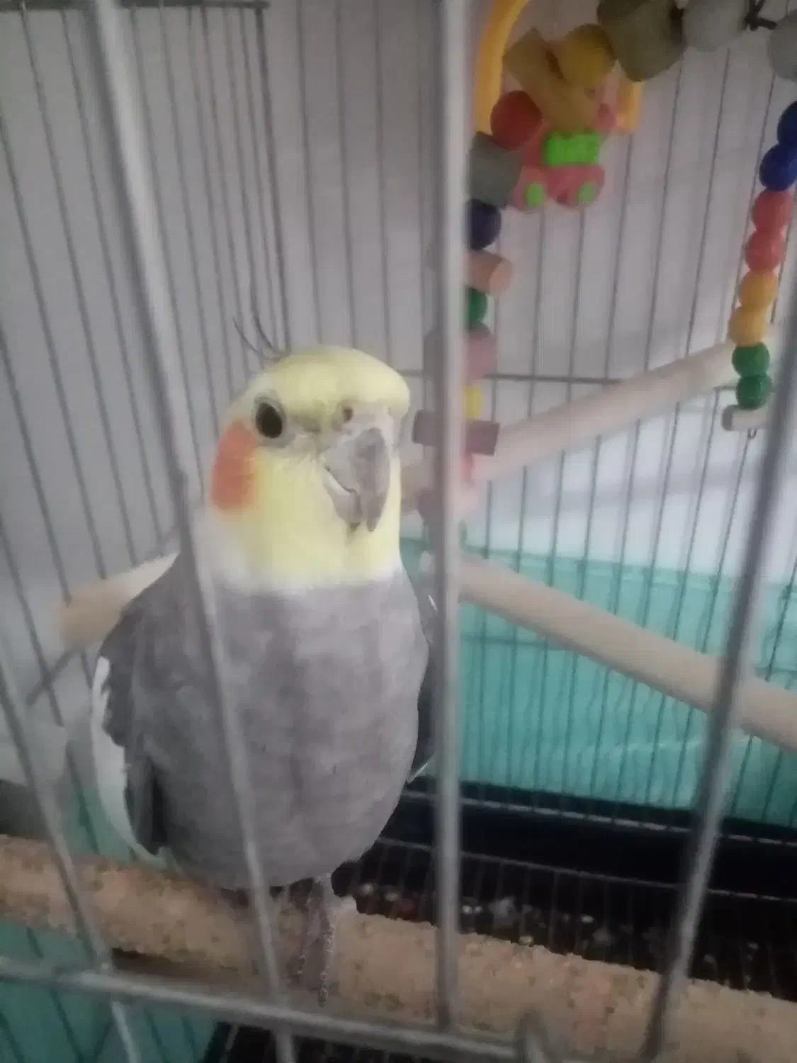 عروس هلندی|پرنده|شاهدشهر, |دیوار