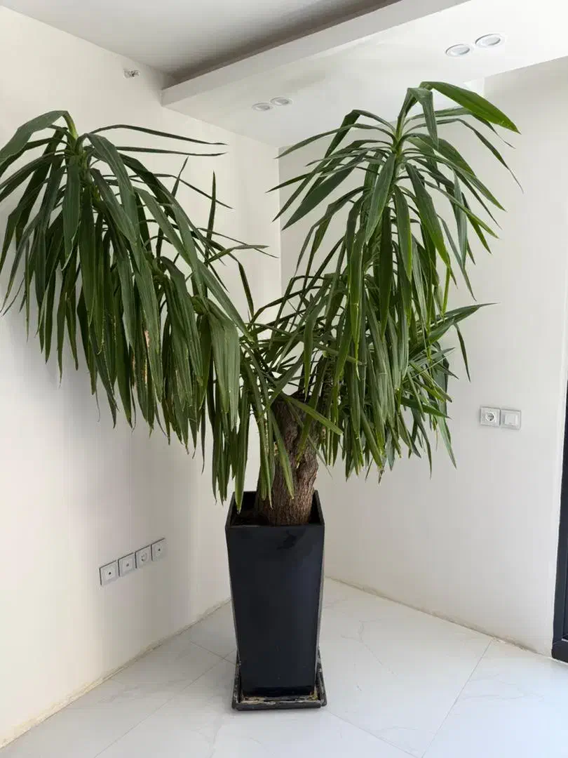 یوکای بسیار بزرگ و زیبا|گل و گیاه طبیعی|اصفهان, مرداویج|دیوار