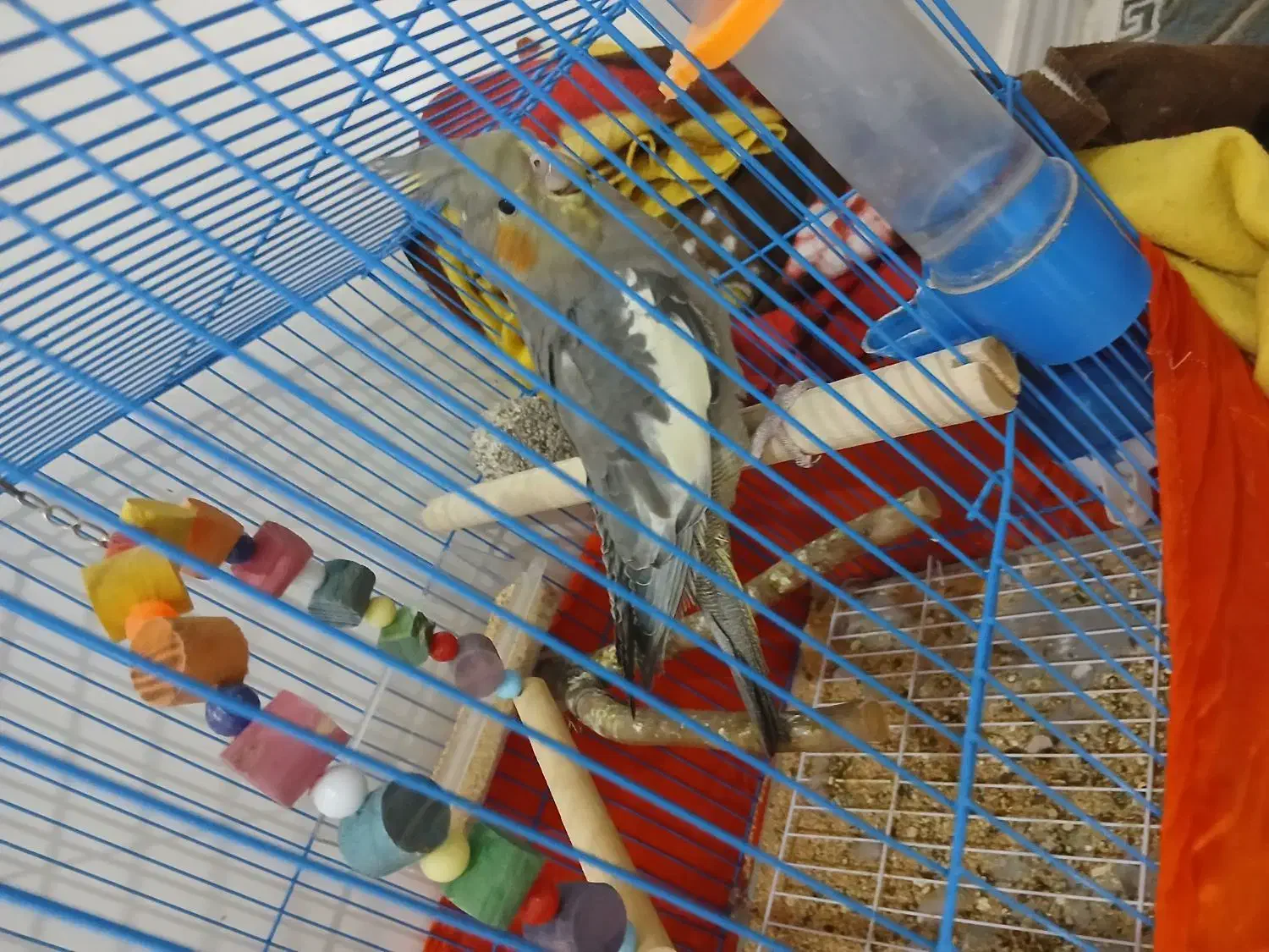 عروس هلندی|پرنده|محمدشهر, همایون ویلا|دیوار