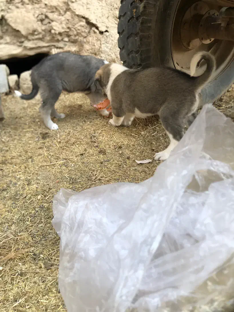 واگذار۳ تا توله ماده|سگ|مهاباد (آذربایجان غربی), |دیوار