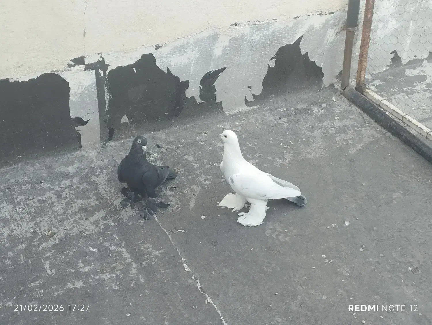 کبوتر|پرنده|تبریز, |دیوار