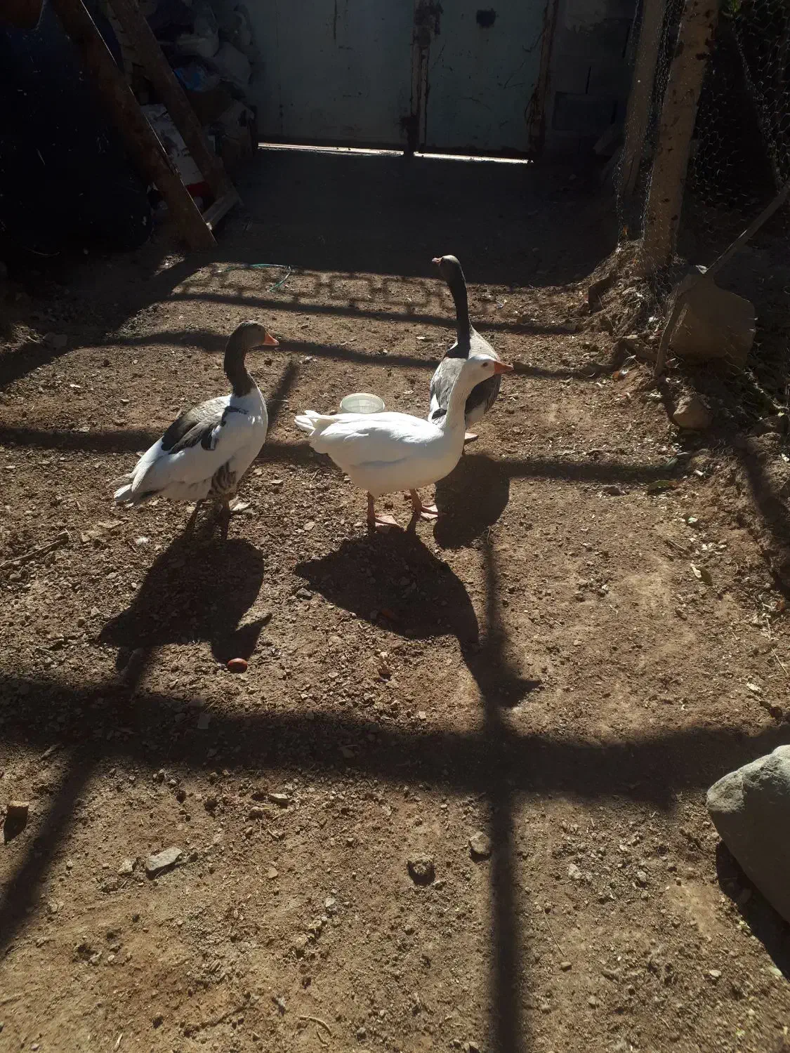 غاز|حیوانات مزرعه|دلیجان, |دیوار