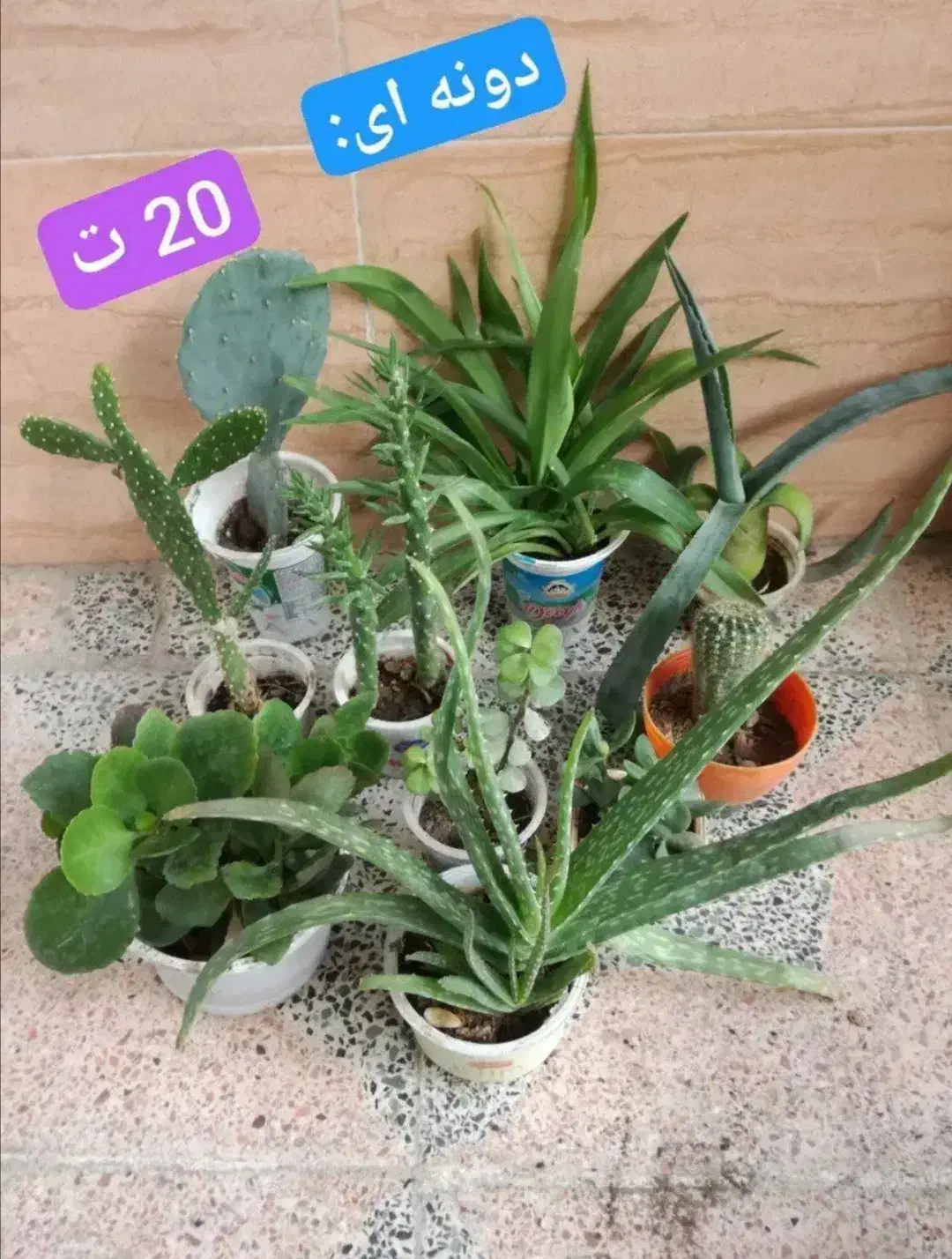 گل های آپارتمانی|گل و گیاه طبیعی|قدس, شهرقدس|دیوار