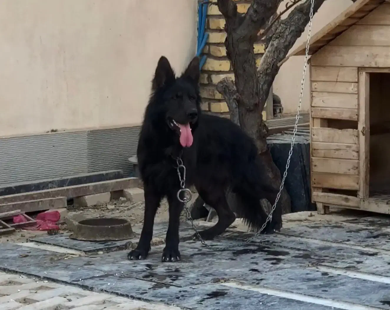 سگ ژرمن بلک نر شولاین نگهبان|سگ|تهران, جنتآباد شمالی|دیوار