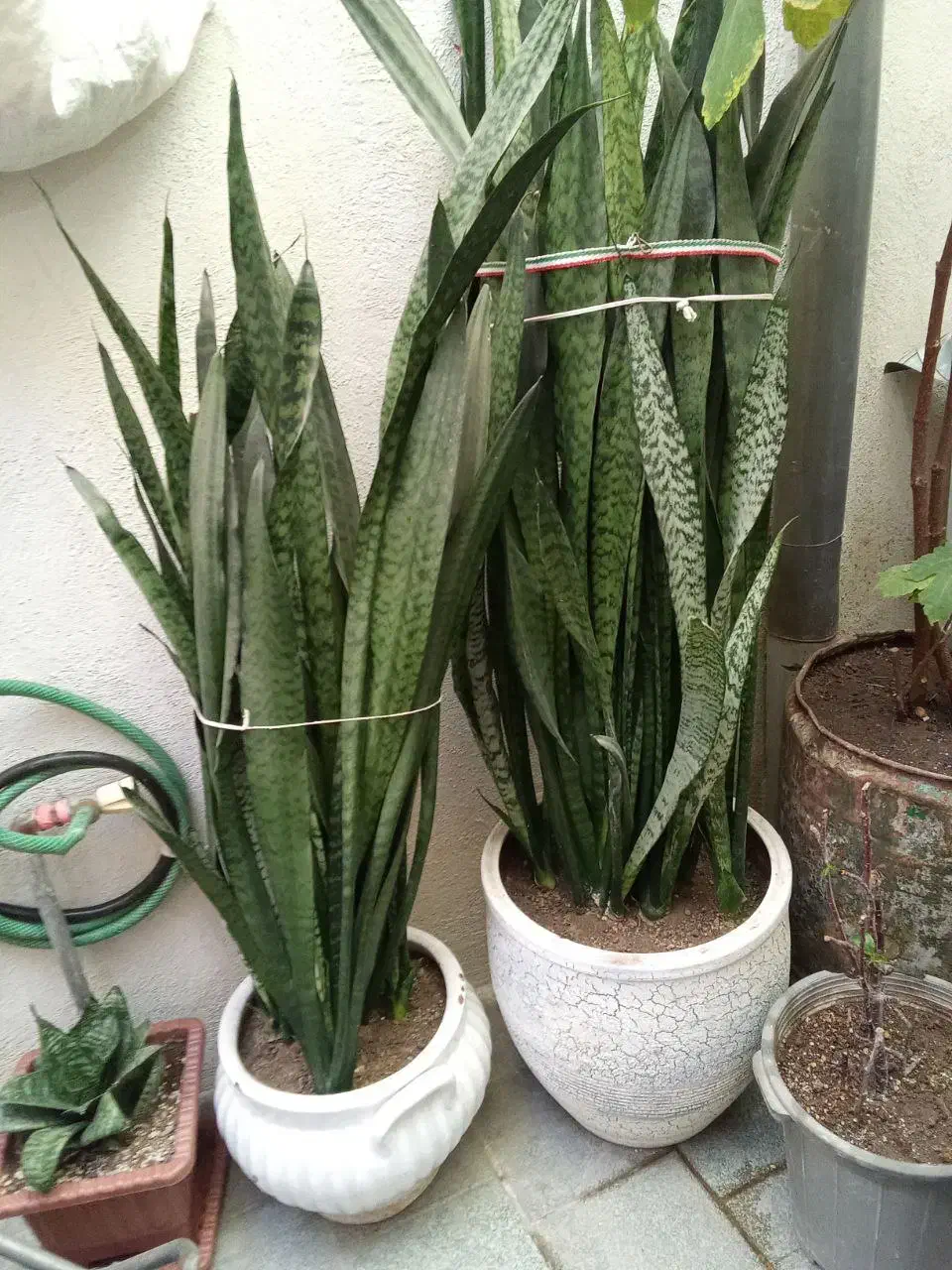 گل سانسوریا بزرگ و زیبا|گل و گیاه طبیعی|تبریز, |دیوار