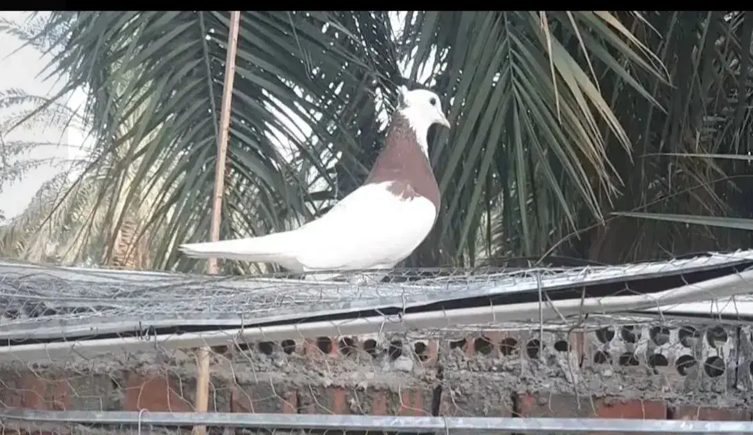 طوقی|پرنده|بم, |دیوار