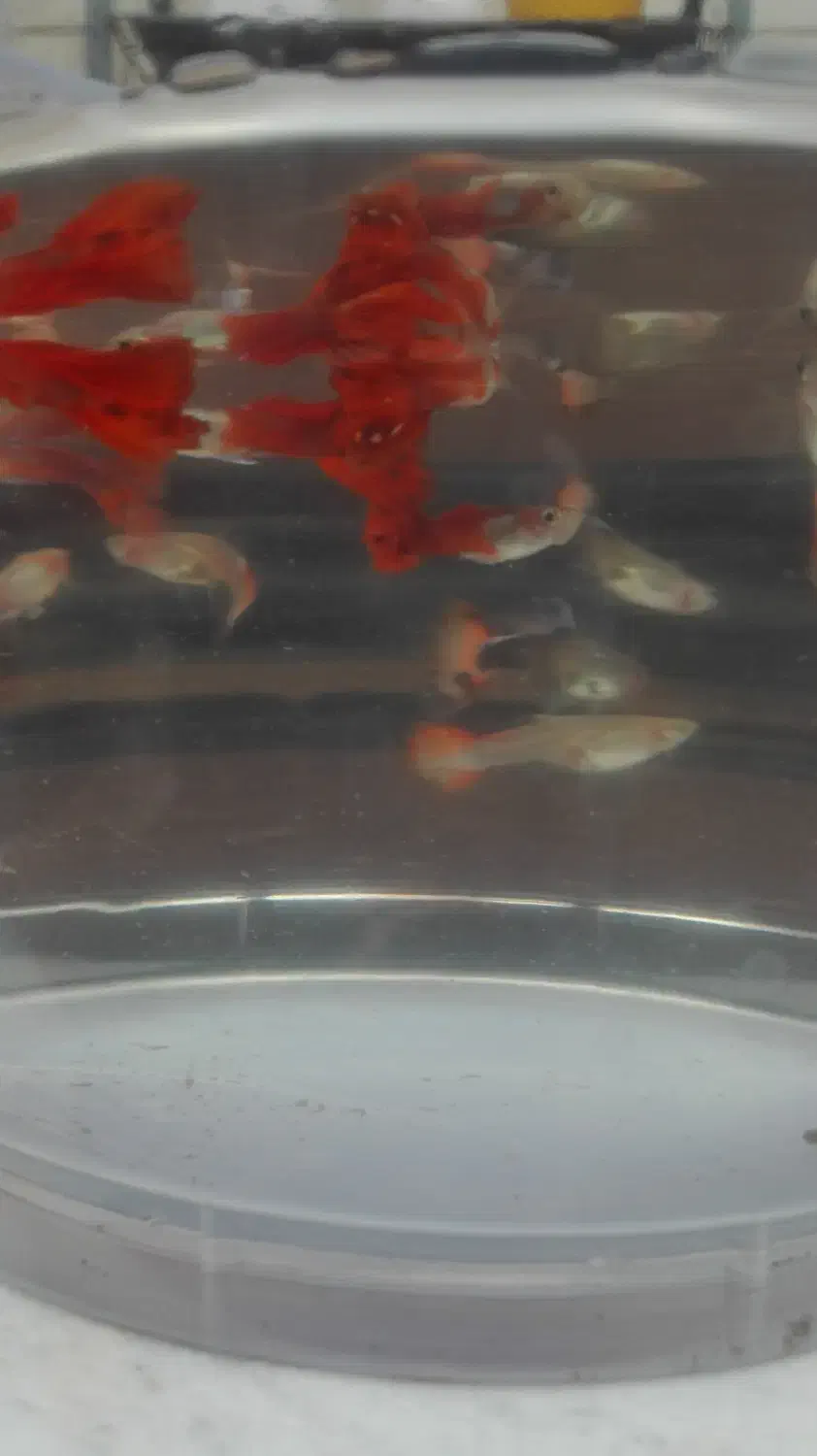 ماهی کوپی کوی|ماهی|گرگان, |دیوار