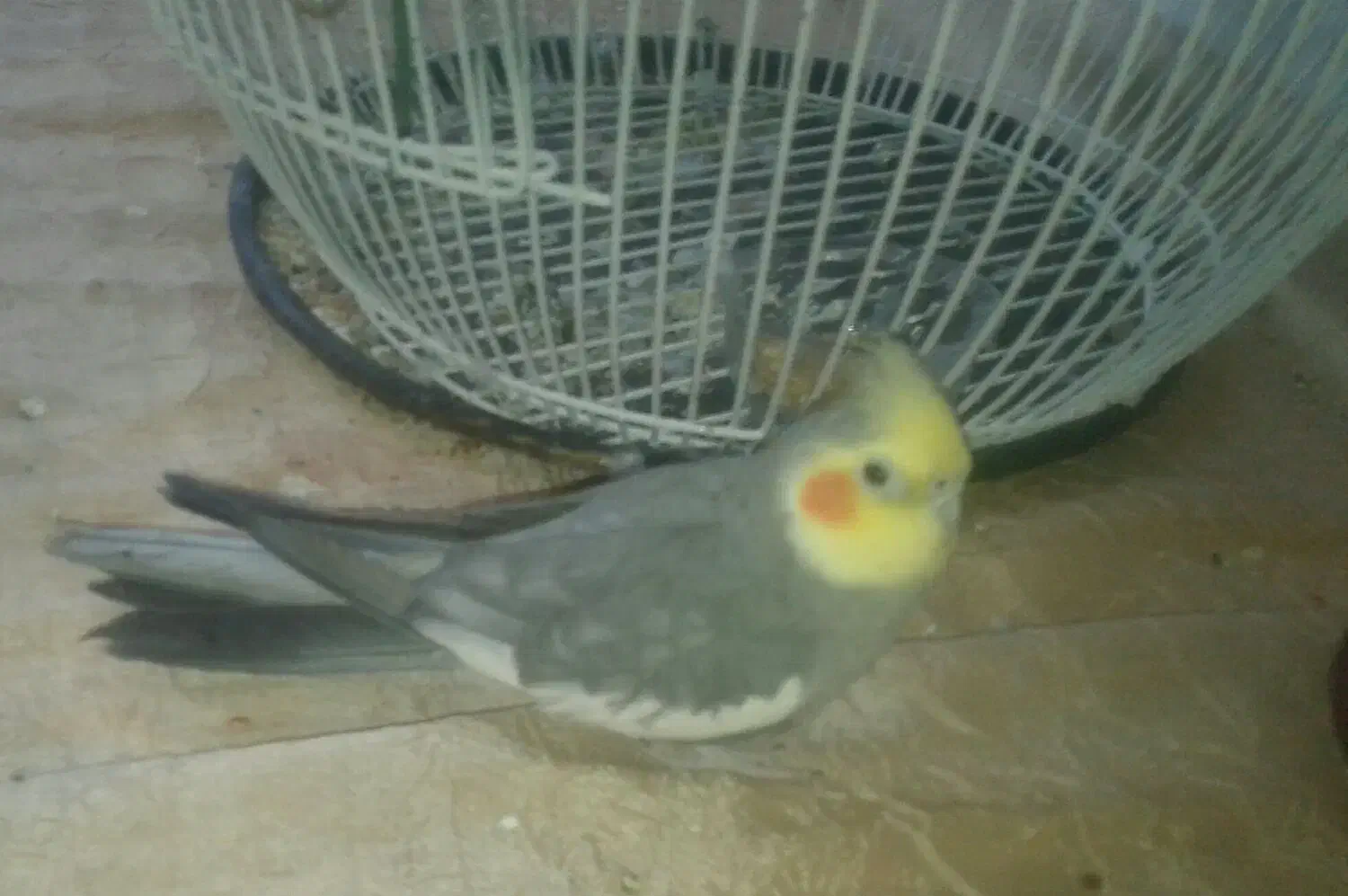 عروس هلندی سخنگونر|پرنده|فردوس (خراسان), |دیوار