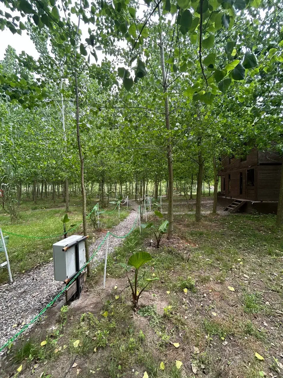 ویلای چوبی تو آغوش جنگل|فروش خانه و ویلا|قشم, |دیوار