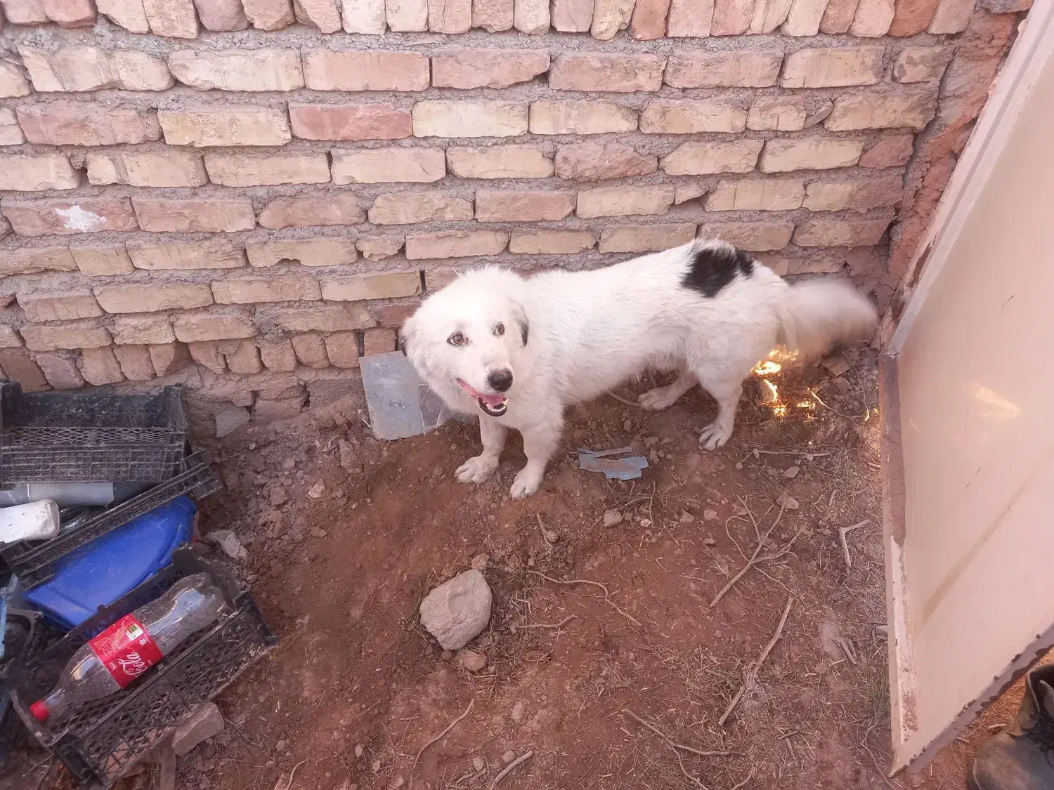 سگ پا کوتاه|سگ|بیرجند, |دیوار