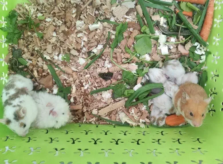 همستر|موش و خرگوش|خمینی‌شهر, |دیوار