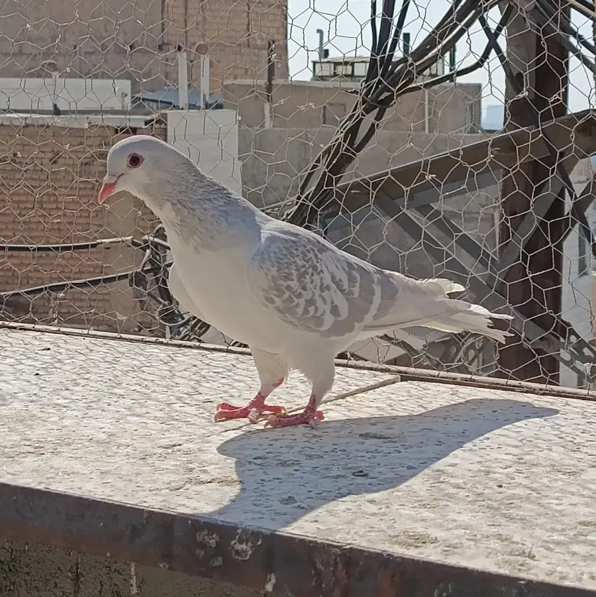 کفتر ماده چادری|پرنده|کرج, کلاک نو|دیوار