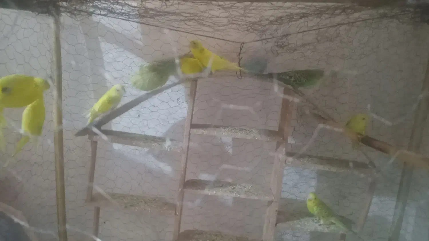 مرغ عشق سالم و سرحال|پرنده|تربت جام, شهید مدرس|دیوار